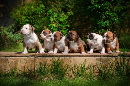 Foto de Cute photo of american staffordshire terrier puppies summer pet portraits - Imagen libre de derechos