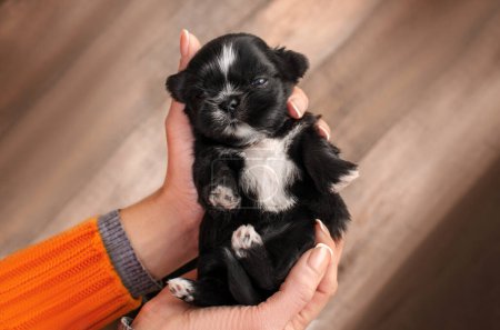 Téléchargez les photos : Shih tzu chiots chiens mignons beau portrait animal lumière magique - en image libre de droit