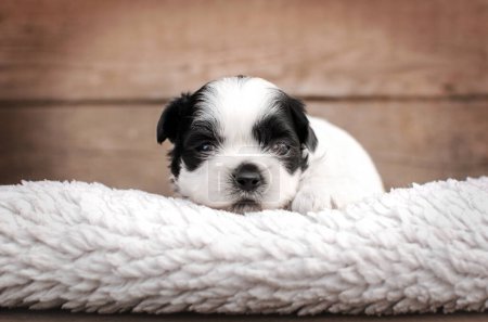 Téléchargez les photos : Shih tzu puppies cute dogs beautiful pet portrait magic light - en image libre de droit