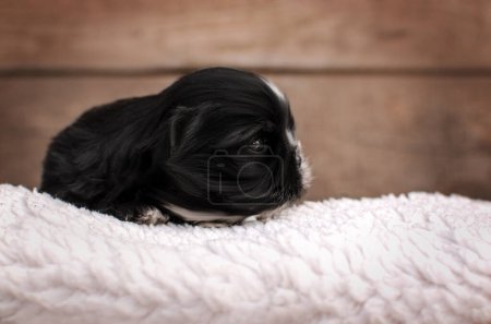 Téléchargez les photos : Shih tzu puppies cute dogs beautiful pet portrait magic light - en image libre de droit