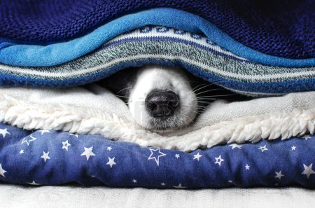 Photo for Funny home photo of a dog in a pile of things a border collie peeps out - Royalty Free Image