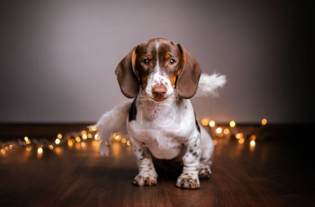 Téléchargez les photos : Dachshund chien portrait mignon maison photo lumière magique confortable - en image libre de droit