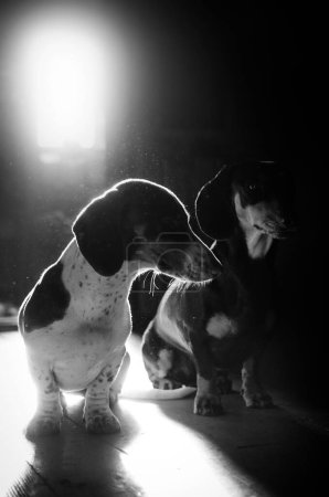 Téléchargez les photos : Dog dachshund peibold lovely portrait on black background - en image libre de droit