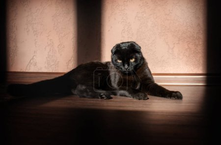 Téléchargez les photos : Home séance photo journée ensoleillée dans la chambre portrait mignon d'un chat noir confort à la maison - en image libre de droit