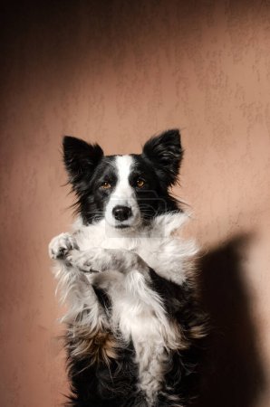 Foto de Casa sesión de fotos día soleado en la habitación perro divertido lindo retrato frontera collie - Imagen libre de derechos