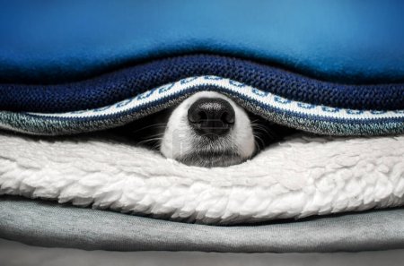 Photo for Funny home photo of a dog in a pile of things a border collie peeps out - Royalty Free Image
