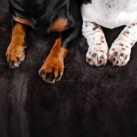 Foto de Perros dachshund mascotas lindas homeliness mejores amigos - Imagen libre de derechos