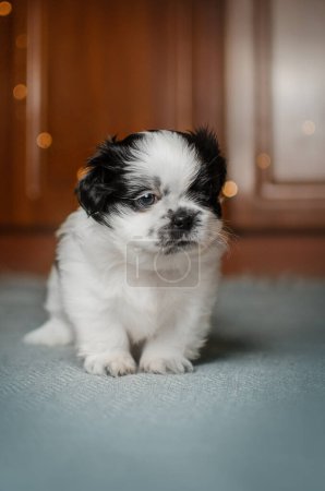 Téléchargez les photos : Christmas photo of a shih tzu puppy on a brown background - en image libre de droit
