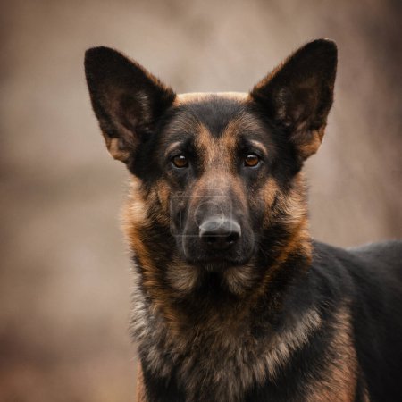 Téléchargez les photos : Portrait de chien berger allemand sur fond d'automne - en image libre de droit