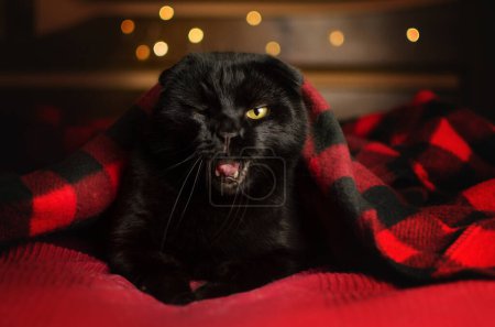 Foto de Retrato de un gato negro sobre un hermoso fondo casero con luces - Imagen libre de derechos
