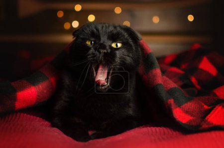 Téléchargez les photos : Portrait d'un chat noir sur un beau fond de maison avec des lumières - en image libre de droit