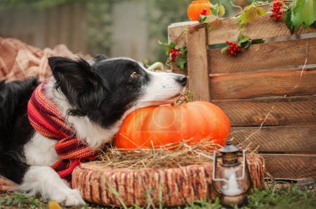 Foto de Frontera collie divertido foto de perros para halloween ambiente otoño - Imagen libre de derechos