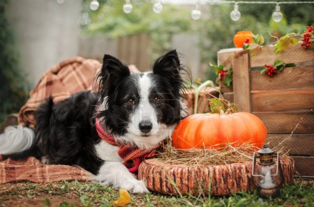 Foto de Frontera collie divertido foto de perros para halloween ambiente otoño - Imagen libre de derechos