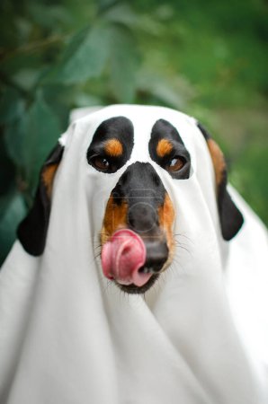 Téléchargez les photos : Dachshund chien drôle automne animaux portraits halloween saison effrayant - en image libre de droit
