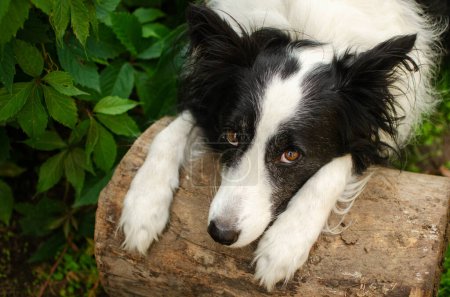Téléchargez les photos : Border collie dog lovely portrait sad pet look - en image libre de droit