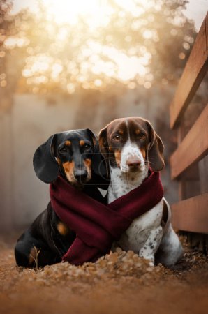 Foto de Dachshund perro hermoso otoño retratos de mascotas - Imagen libre de derechos
