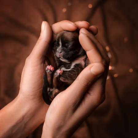 Photo for Newborn shih tzu puppies, cute photos of babies in hands - Royalty Free Image