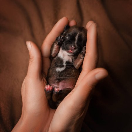 Foto de Newborn shih tzu puppies, cute photos of babies in hands - Imagen libre de derechos