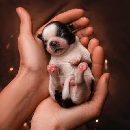 Foto de Newborn shih tzu puppies, cute photos of babies in hands - Imagen libre de derechos