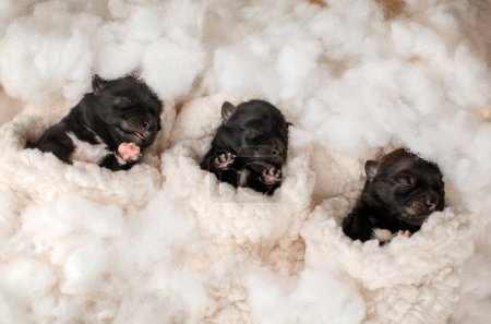Foto de Linda sesión de fotos de cachorros recién nacidos en nubes esponjosas - Imagen libre de derechos