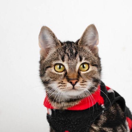 Foto de El gato gris la foto de Año Nuevo de la mascota sobre el fondo blanco - Imagen libre de derechos