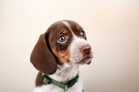 Téléchargez les photos : Drôle dachshund chiot mignon photo confortable beau chien portrait - en image libre de droit