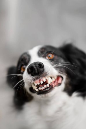 Foto de Frontera collie divertido retrato en un fondo de luz enojado perro - Imagen libre de derechos