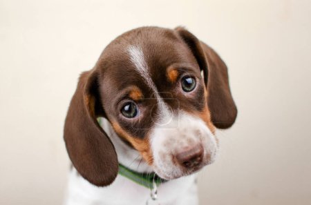 Téléchargez les photos : Drôle dachshund chiot mignon photo confortable beau chien portrait - en image libre de droit
