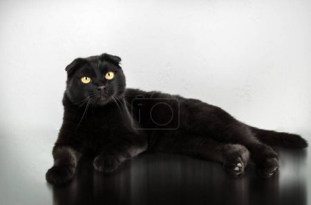 Foto de Gato negro hermosa foto sobre un fondo claro - Imagen libre de derechos