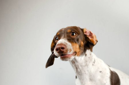 Téléchargez les photos : Dachshund chien beau portrait d'un animal de compagnie sur un fond clair - en image libre de droit