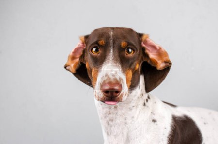 Téléchargez les photos : Dachshund chien beau portrait d'un animal de compagnie sur un fond clair - en image libre de droit