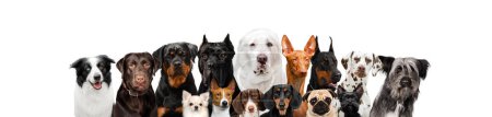 Téléchargez les photos : Photo de plusieurs races de chiens merveilleux portraits de Doberman, Pharaon Hound, Dalmatien, Husky, Dachshund, York et d'autres sur un fond blanc - en image libre de droit