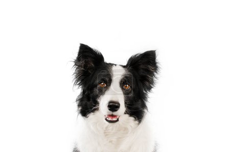 Foto de Borde collie perro hermoso retrato en blanco fondo estudio foto de una mascota - Imagen libre de derechos