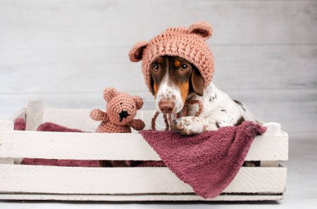 Foto de Divertido cachorro dachshund lindo acogedor foto encantadora mascota perro retrato - Imagen libre de derechos