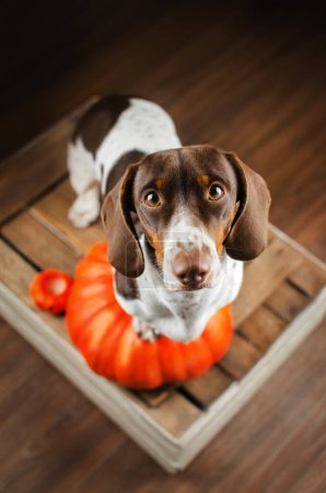Photo for Dachshund paibold autumn photo with Halloween pumpkins - Royalty Free Image