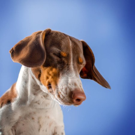Foto de Perro dachshund paybold lindo cachorro divertido mascota sesión de fotos sobre fondo azul - Imagen libre de derechos