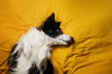 Foto de Lindo mascotas foto brillante amarillo fondo borde collie perro tomando el sol en la cama - Imagen libre de derechos