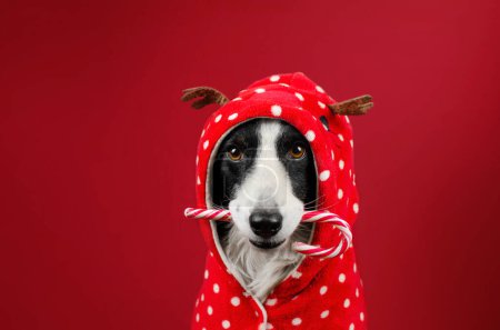 Photo for Dog border collie funny new year portrait with candy on red background - Royalty Free Image