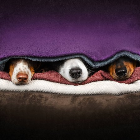 Foto de Dachshund y frontera collie perros lindo mascota fotos - Imagen libre de derechos