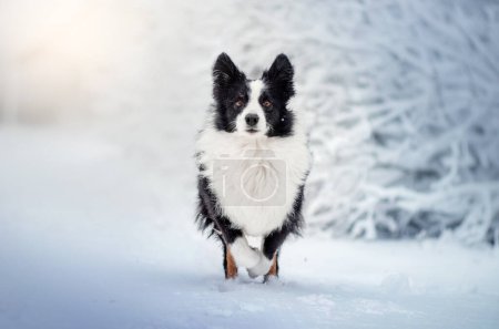 Photo for Border collie dog snow walk in forest magical winter day with pet - Royalty Free Image