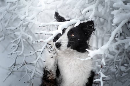 Téléchargez les photos : Frontière collie chien neige promenade dans la forêt magique journée d'hiver avec animal de compagnie - en image libre de droit