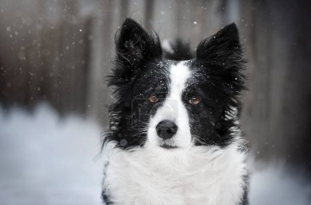 Téléchargez les photos : Frontière collie chien neige promenade dans la forêt magique journée d'hiver avec animal de compagnie - en image libre de droit