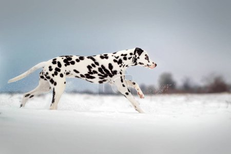Téléchargez les photos : Dalmatien chien fun promenade avec animal de compagnie en hiver enneigé - en image libre de droit