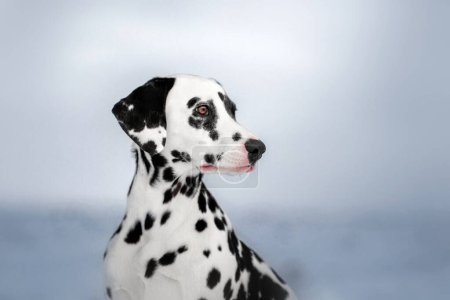 Photo for Dalmatian dog fun walk with pet in snowy winter - Royalty Free Image