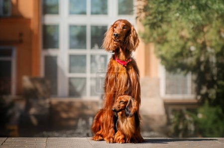 Téléchargez les photos : Beau chien irlandais Setter portrait de race et teckel rouge aux cheveux longs sur une promenade dans la jungle de pierre de la ville - en image libre de droit