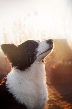 Foto de Retrato matutino de un perro collie fronterizo con la luz mágica del amanecer - Imagen libre de derechos