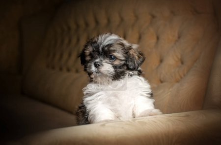 Photo for Shih tzu puppies cute dogs gorgeous studio photo portrait of a puppy - Royalty Free Image