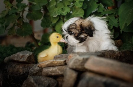 Téléchargez les photos : Shih tzu mignon canard et chiot amitié bébé animaux - en image libre de droit