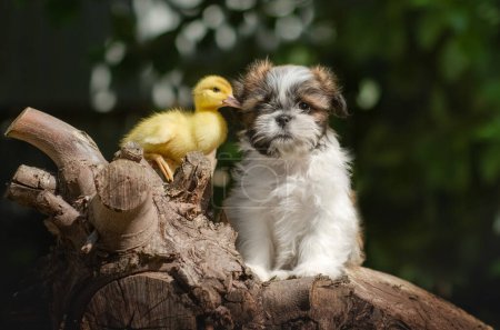 Foto de Shih tzu lindo patito y cachorro amistad bebé animales - Imagen libre de derechos