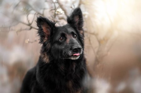 Photo for German shepherd dog beautiful portrait magic light walk with dogs - Royalty Free Image